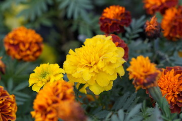 yellow flowers in the garden