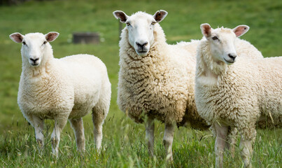 mother sheep and her lambs in lush green grassy field