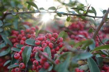 red berries on a bush