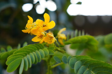 yellow flowers
