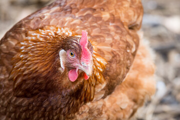 close up of free range chicken foraging