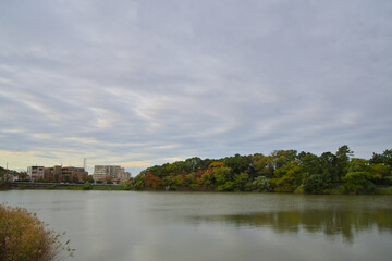 Fototapeta premium 渦を巻いたような薄い雲が池の上空に浮かんでいる風景