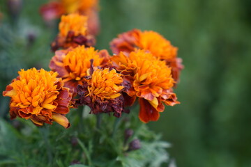 orange dahlia flower