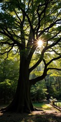Fototapeta premium Majestic tree with sunlight filtering through leaves in lush, untamed forest, sunlight, forest