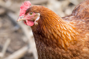 close up of free range chicken foraging
