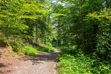 Fototapeta premium Chemin de terre en forêt alsacienne proche de Le Hohwald à 700 m d'altitude