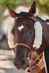 Obraz premium Race horse head detail. Purebred in the hippodrome. Turf