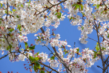 青空に映える桜のクローズアップ