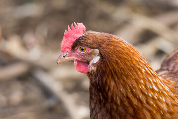 close up of free range chicken foraging