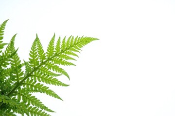 Obraz premium Lush green fern plant leaves veins white background