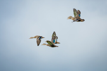 flock of wild ducks in flight