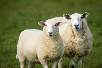 Fototapeta premium mother sheep and her lambs in lush green grassy field