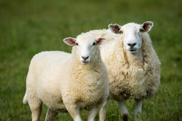 mother sheep and her lambs in lush green grassy field