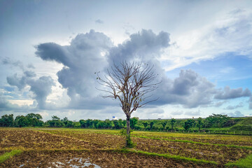 Obraz premium dry trees in the middle of rice fields with beautiful clouds in the background