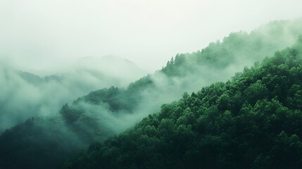 misty forest in the fog 4