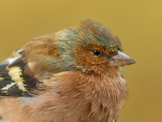 Close-up of an older chaffinch. His plumage is ruffled and fluffed up.