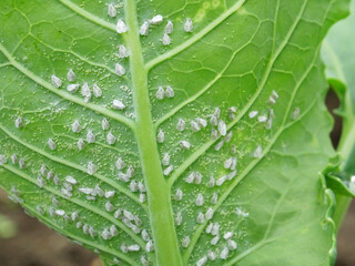 Pests of plants, whitefly on cabbage in the field