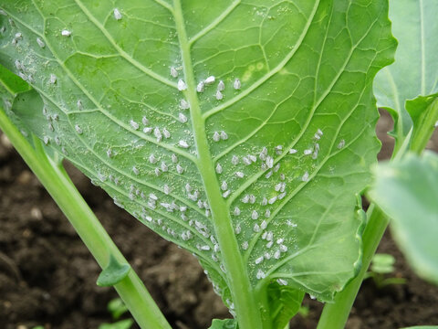 Pests of plants, whitefly on cabbage in the field