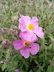 Obraz premium Blume