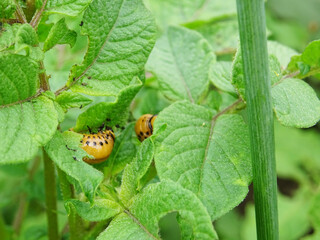 Destruction of the potato crop by the Colorado potato beetle in natural conditions