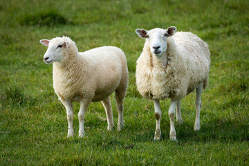 Obraz premium mother sheep and her lambs in lush green grassy field