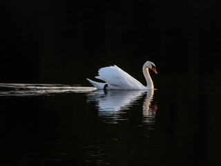 Swan swimming on water with its reflection on surface