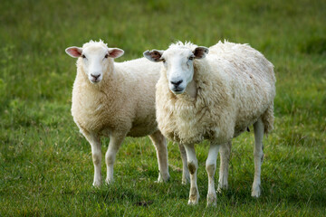 mother sheep and her lambs in lush green grassy field