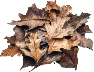 Autumn leaves in various shades of brown
