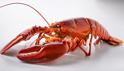 Una langosta cocida y lista para servir, sobre fondo blanco