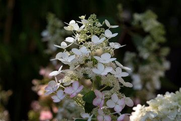 Die Blüte einer Rispenhortensie