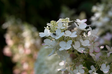 Die Blüte einer Rispenhortensie