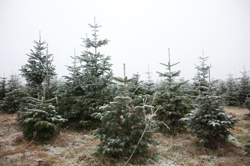 Weihnachtsbaum Schonung