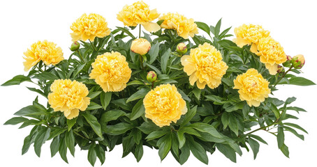 Vibrant yellow peonies blooming in lush greenery