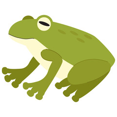 Frog Illustration