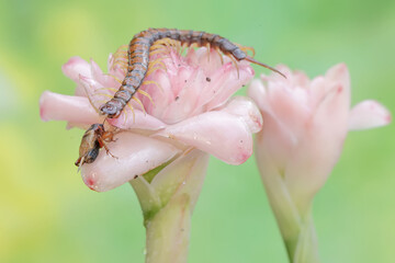 A centipede ready to prey on a cricket in a wild flower. This multi-legged animal has the...