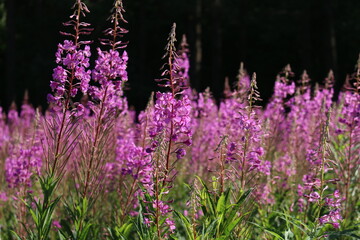 lavender field region