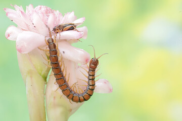 A centipede ready to prey on a cricket in a wild flower. This multi-legged animal has the scientific name Scolopendra morsitans.