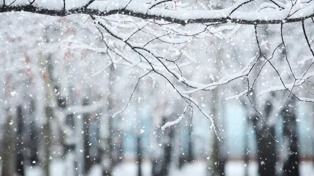 Beautiful nature landscape with white snow and sleet falling in winter tree forest, Christmas background
