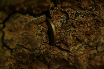 coin in the tree