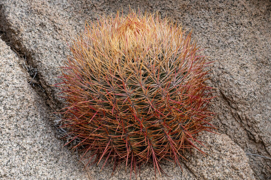 Compass Barrel Cactus" Images  Browse 670 Stock Photos, Vectors, and Video  | Adobe Stock
