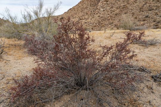 Tetracoccus hallii, family Picrodendraceae, Hall's shrubby-spurge[1] and Hall's tetracoccus. Cottonwood Mountains . Colorado Desert section of the Sonoran Desert. Joshua Tree National Park, California