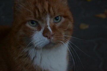 portrait of a cat