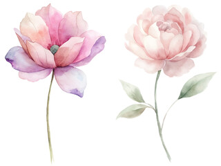 Two flowers are shown in a watercolor painting