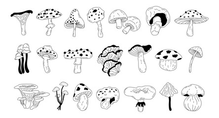 Set of different forest mushrooms drawn in doodle style. Seasonal autumn mushrooms chanterelle, pognanka, fly agaric in line art style. Vector illustration. Toadstool, fly agaric, chanterelle, boletus