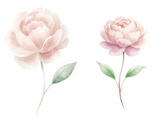 Two flowers are shown in a watercolor painting