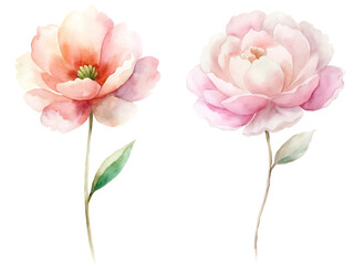 Two flowers are shown in a watercolor painting