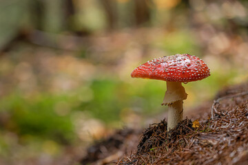 Fly mushroom