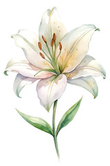 A white flower with green leaves