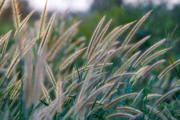 Lush Green Grass with Delicate Feathery Plumes Under Soft Sunlight