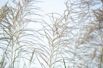Delicate Grasses in Soft Light Against a Minimalistic Background